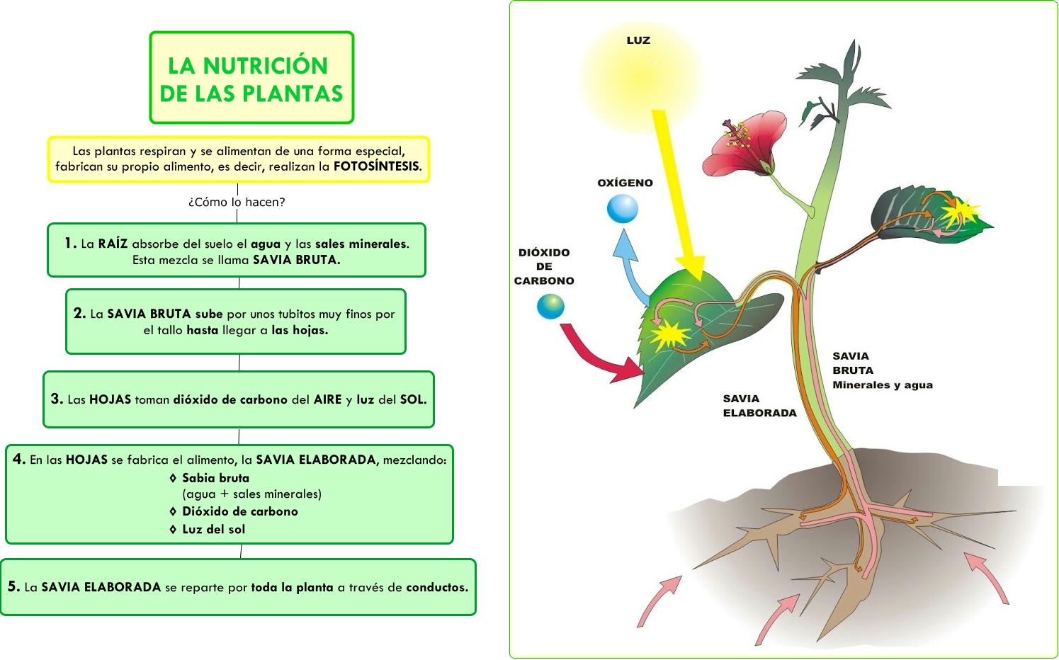 La NutriciÓn De Las Plantas Fotos Ntesis 3230
